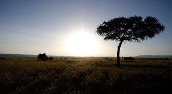Lone tree in an African savannah.