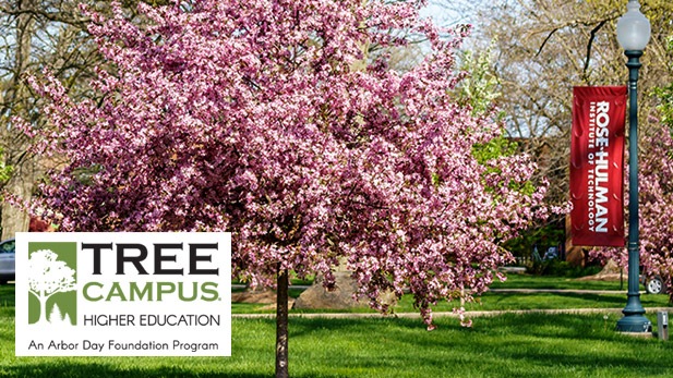 Cherry tree on Rose-Hulman campus.